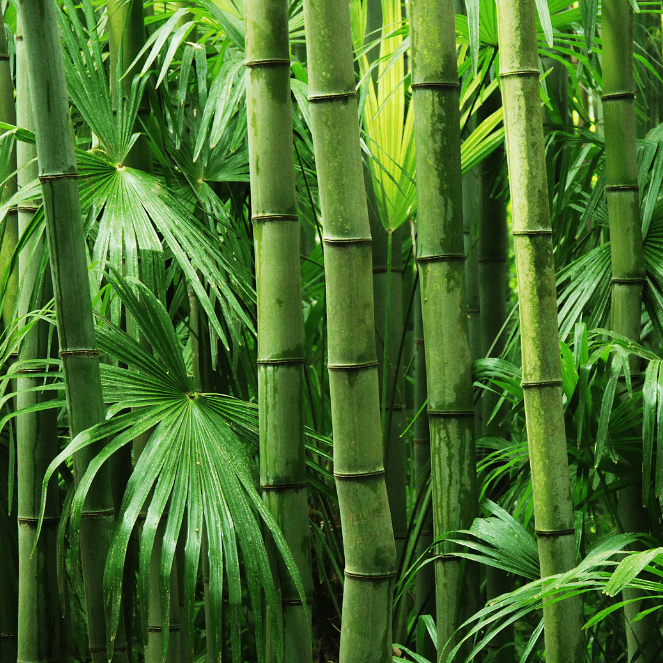 bambu